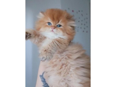 Şecereli safkan erkek british longhair yavrumuz