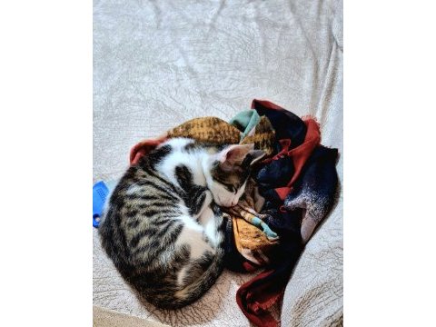 Evcil yavru erkek kedi, 2 aylık, tekir