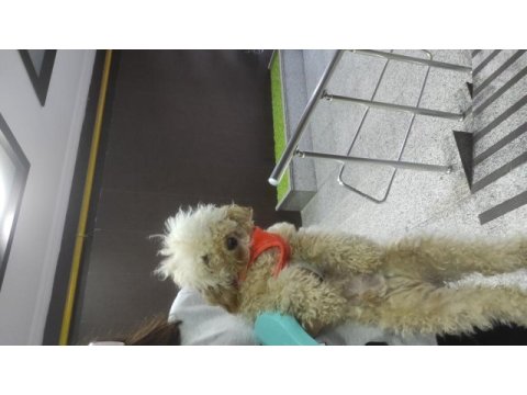 1,5 yaşında saf kan erkek toy poodle