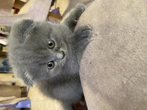 Uygun mama parasına scottish fold