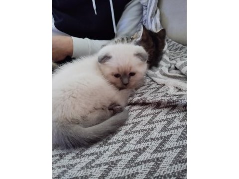 Scottish fold blue point bebekler