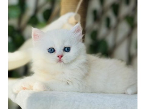 Safkan muazzam tip top kafa erkek british longhair