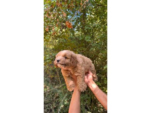 Harika maltipoo yavrularımız