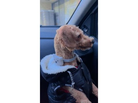 Acil sahiplendirilecek 1.5 yaşında toy poodle