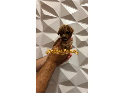 Red toy poodle
