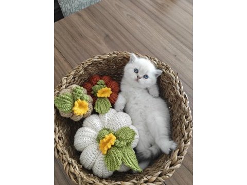 British shorthair rezerve edilir