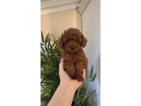 Sevimli poodle bebekleri