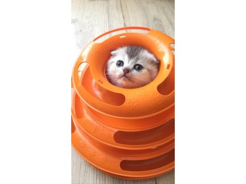 Silver shaded scottish fold baba şecereli