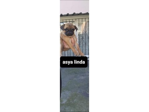Erkek pug mops
