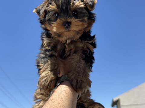Petmode köpek çiftliğinden  tea cup yorkshire terrier