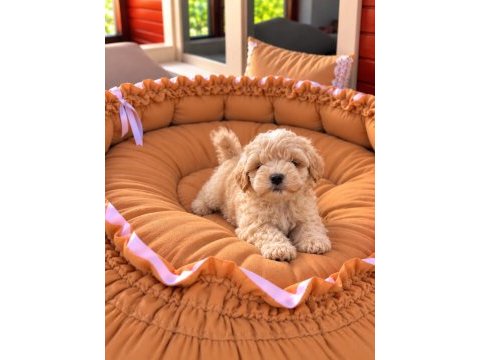 Üst kalite maltipoo bebekler 