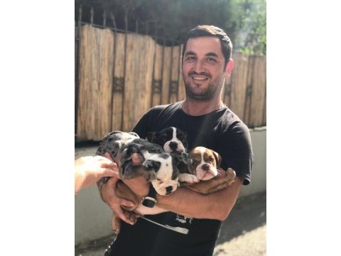 Exotic ingiliz bulldog yavrularımız