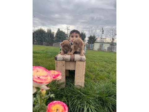 Toy poodle yavrular