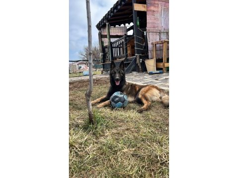 Türkiyedeki en özel malinois yavrular