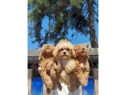 Maltipoo yavrular bir birinden güzel