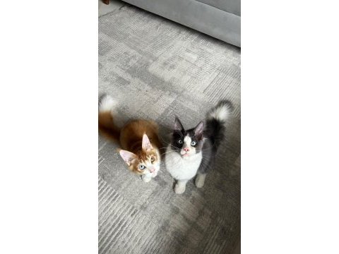 Renkli gözlü özel maine coon bebekler