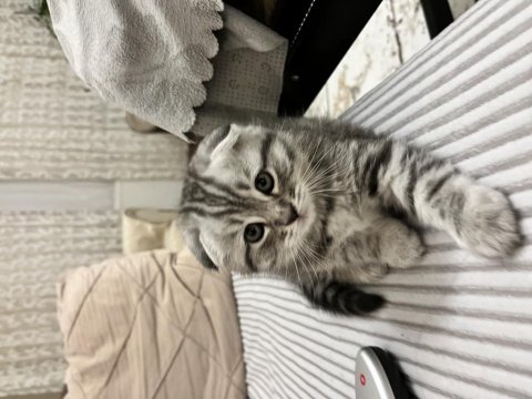 Scottish fold yavrularımız