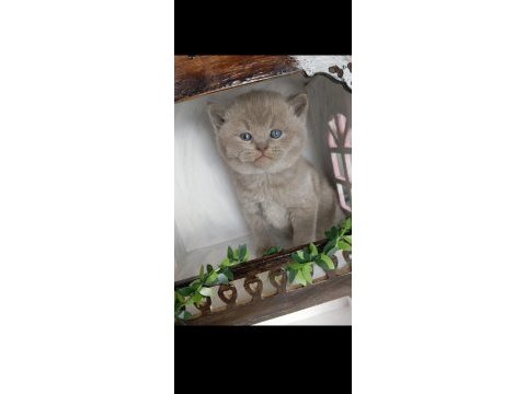Munchkin cüce kedi ankara dişi ve erkek mevcuttur