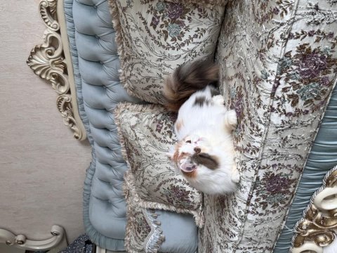 6 aylık dişi iran kedisi