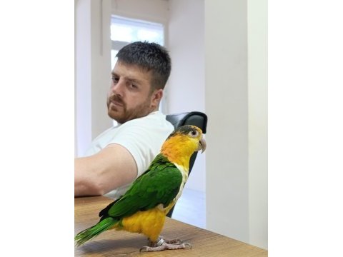 Yavru kayık papağanı