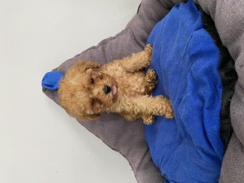 Teacup toy poodle yavrumuz yeni ailesini arıyor