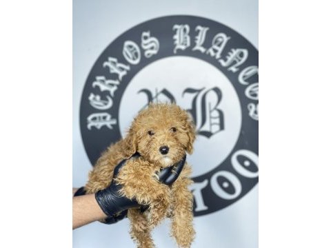 Irk garantili toy poodle yavruları