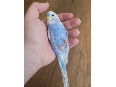 Elde yatan erkek muhabbet kuşu