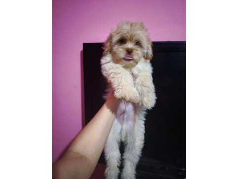 Kız ve erkek maltipoo