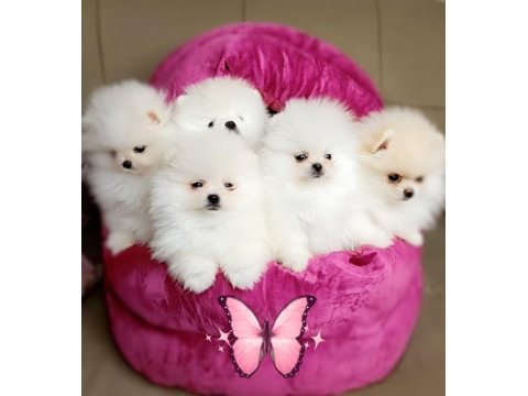 Orijinal pomeranian boo yavrular