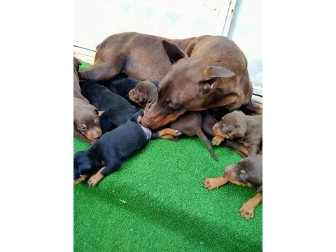 Estetikli doberman yavrular