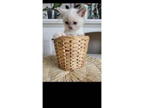 British shorthair 5 tane yavru