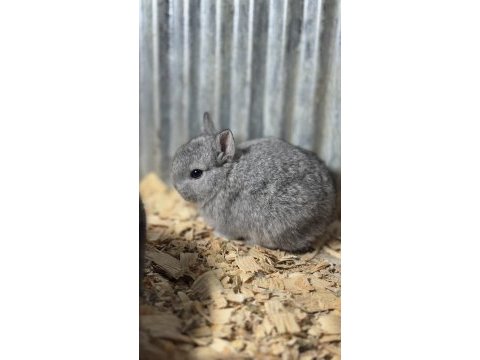 Cüce tavşan / netharland dwarf