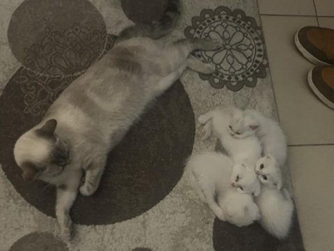 British shorthair yavru kediler