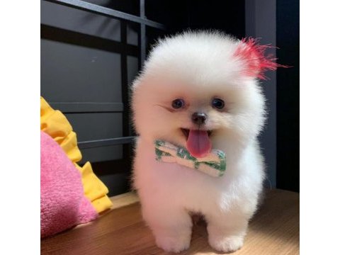 Şecereli pomeranian yavrular