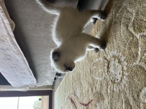Sevimli oyuncu kedim british longhair