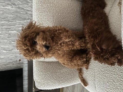 11 aylık aşıları tam uslu 3.5 kg dişi toy poodle