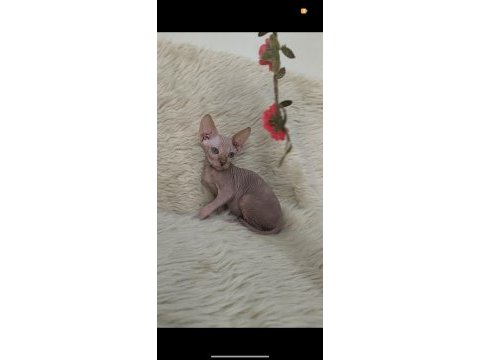Nakedbeauty sphynx cattery