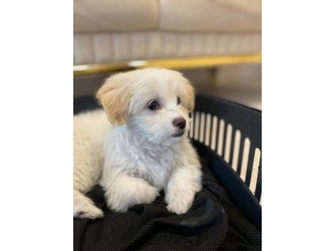 Maltese terrier 3 aylık köpeği