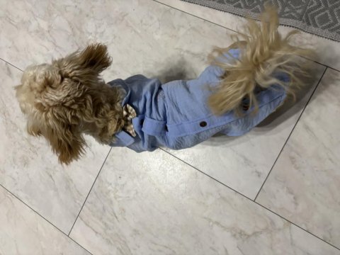 Safkan maltipoo 5,5 aylık erkek