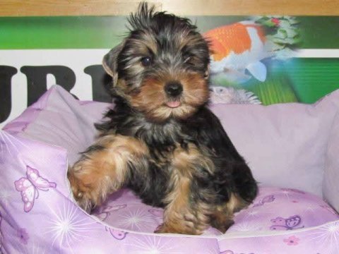 Yorkshire terrier bebekler