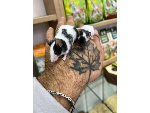 Panda mice bebekler