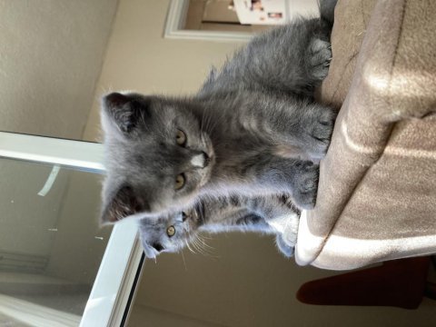 Scottish fold ve british fold yavrular