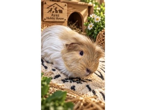 Safkan lilac coronet yavru ginepig