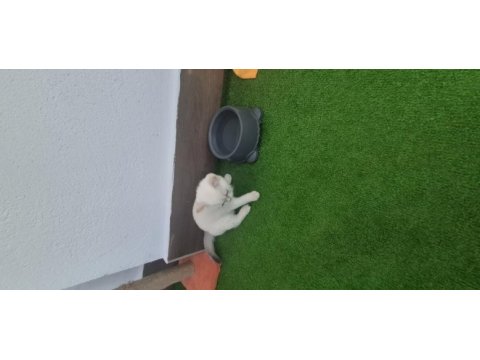 4 aylık erkek blue point kedimiz