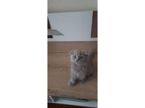 Scottish fold yavrular sahiplendirilecek