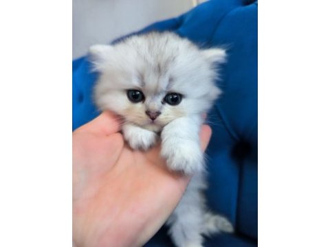 British longhair 58 günlük yavru