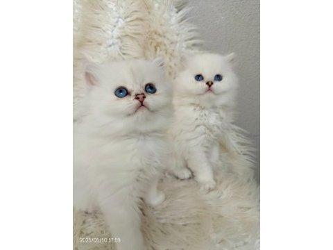 Okyanus gözlü silver point british longhair yavrular