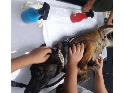 Yavru belçika kurdu
