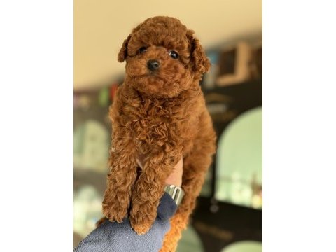 Show kalite kore toy poodle larımız ziyarete açık