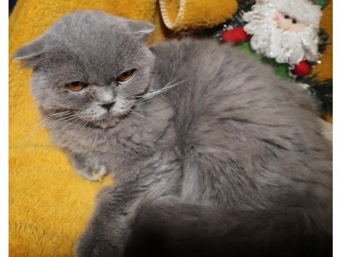 Scottish fold dişi long hair yetişkin